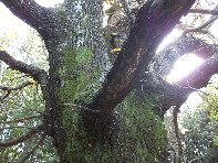 Castagno_di_Serruggeri - Castanea_sativa_201011121 028.jpg